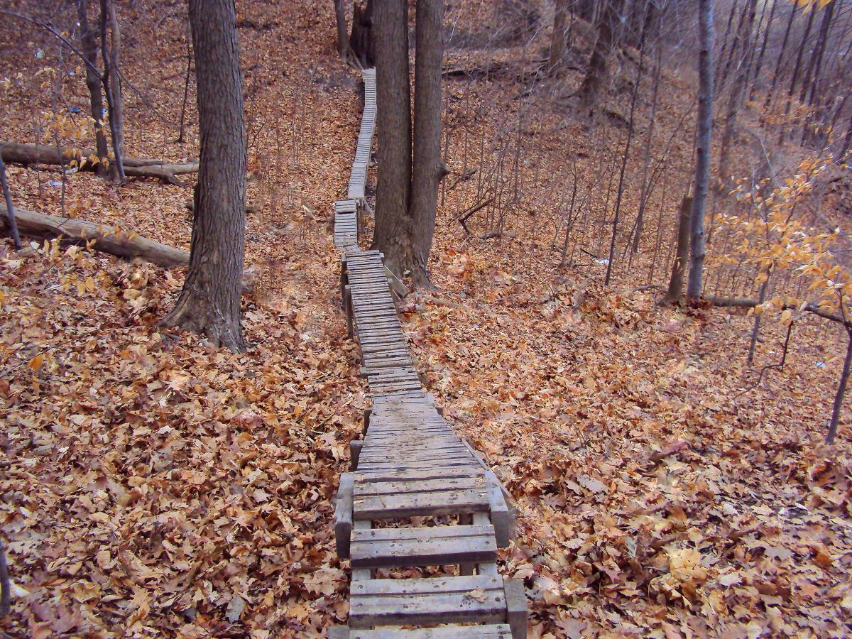 A narrow wooden footbridge winding through a forest covered in autumn leaves, with trees lining both sides and a carpet of fallen leaves on the ground. Don Valley mountain bike trail.