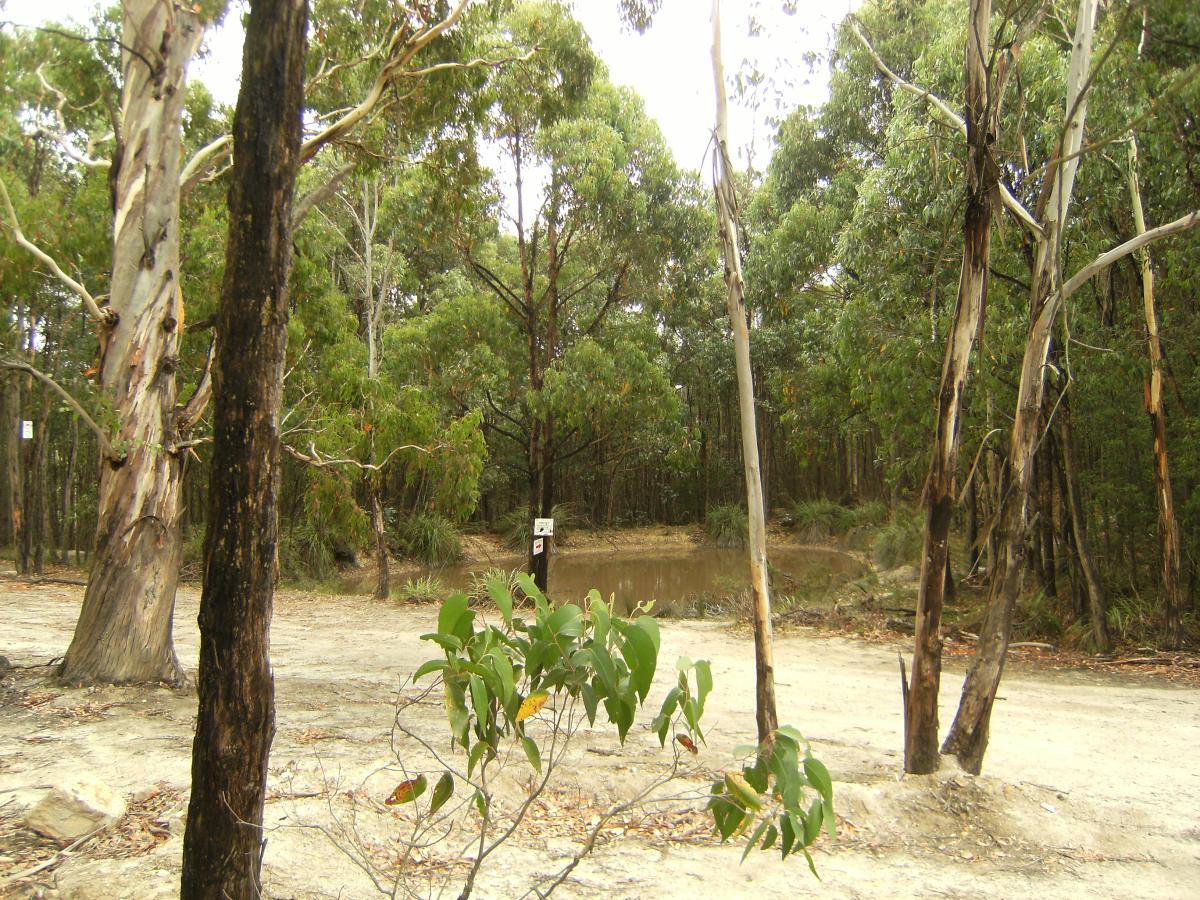 A serene landscape featuring tall eucalyptus trees surrounding a small pond in a forested area. The ground is sandy, with sparse vegetation and a few shrubs in the foreground. The scene is tranquil, depicting the natural beauty of the Australian bush. Wombat Track mountain bike trail.