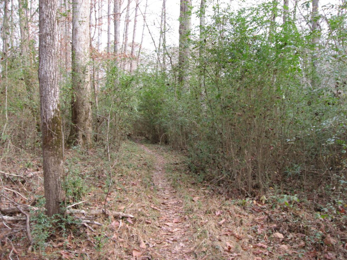 A narrow dirt path winding through a dense forest, flanked by tall trees and lush green shrubs. The ground is covered with patches of grass and fallen leaves, creating a natural, serene environment. Wine Creek mountain bike trail.