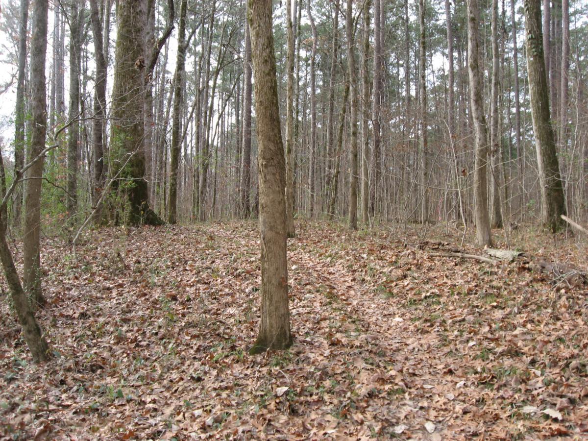 A serene forest scene featuring a pathway winding through a densely wooded area, with tall trees in the background and a carpet of fallen leaves covering the ground. The atmosphere appears calm and natural, with a blend of greenery and tree trunks. Wine Creek mountain bike trail.