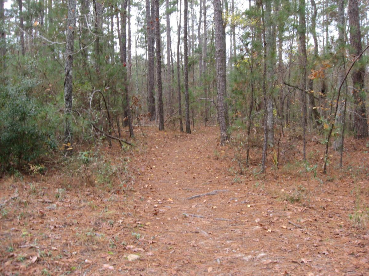 A dirt path winding through a wooded area, surrounded by tall trees and scattered fallen leaves. The scene conveys a serene and natural atmosphere. Bartram Trail / West Dam / Wildwood Park mountain bike trail.