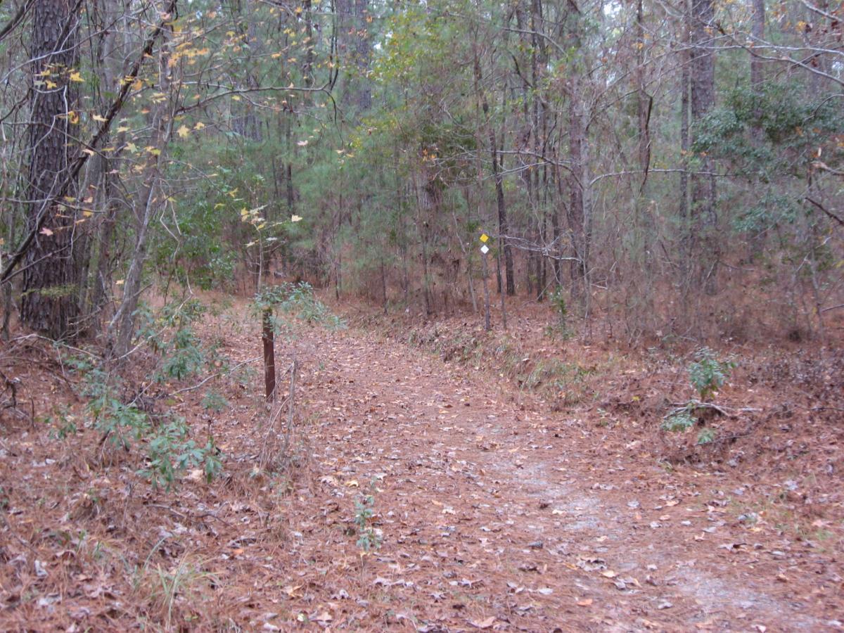 A dirt path winding through a wooded area, surrounded by trees with sparse leaves. The ground is covered with brown pine needles and sparse greenery. A trail marker is visible on the right side of the path, indicating directions or points of interest. Bartram Trail / West Dam / Wildwood Park mountain bike trail.