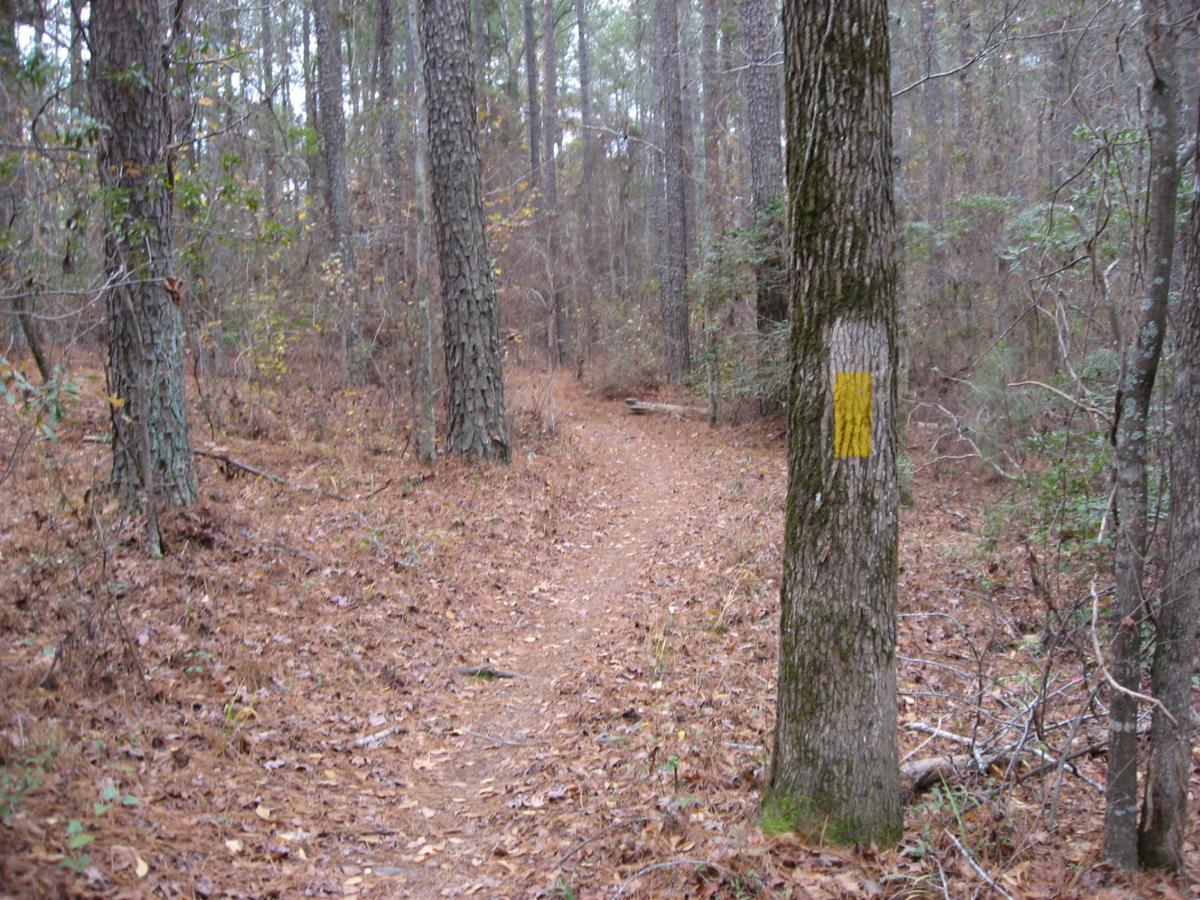 A winding dirt trail surrounded by tall trees and scattered brown leaves, with a yellow trail marker painted on a tree trunk on the right side of the path. Bartram Trail / West Dam / Wildwood Park mountain bike trail.