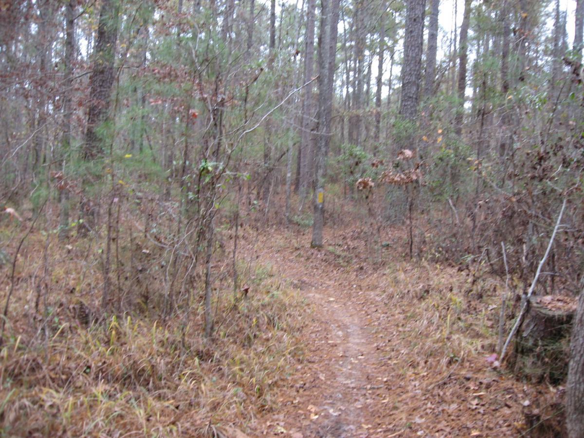A narrow dirt trail winding through a dense forest, surrounded by tall trees and underbrush. The ground is covered with fallen leaves and scattered grass, creating a natural, rustic pathway. Bartram Trail / West Dam / Wildwood Park mountain bike trail.
