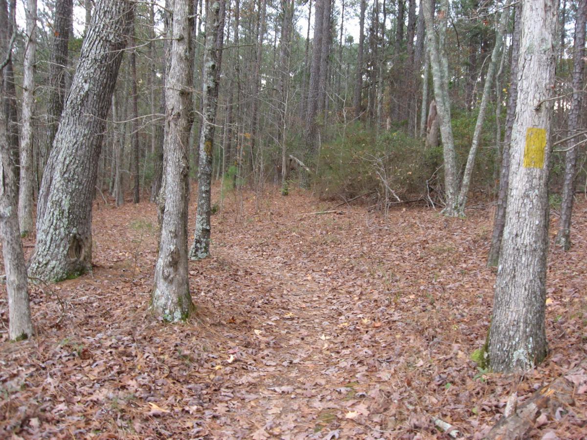 A dirt path winding through a forest, surrounded by tall trees with gray bark and patches of green foliage. The ground is covered with brown and orange fallen leaves, creating a natural carpet. In the foreground, two large trees frame the path, one of which has a noticeable hole at its base. A yellow marker can be seen on one of the trees in the background, indicating a trail or waypoint. Bartram Trail / West Dam / Wildwood Park mountain bike trail.