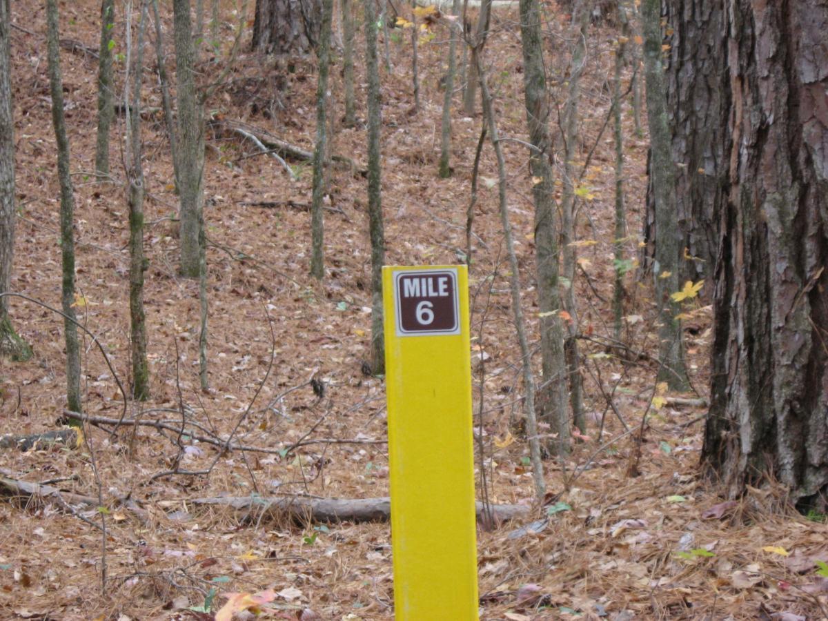 Yellow mile marker 6 standing amidst a wooded area covered with fallen leaves and pine needles. Bartram Trail / West Dam / Wildwood Park mountain bike trail.