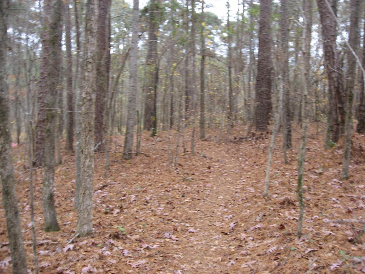A narrow, winding dirt path through a forest, surrounded by tall trees with rough bark and a carpet of fallen leaves in shades of brown and rust. The atmosphere appears calm and slightly overcast, with hints of greenery visible among the trees. Bartram Trail / West Dam / Wildwood Park mountain bike trail.