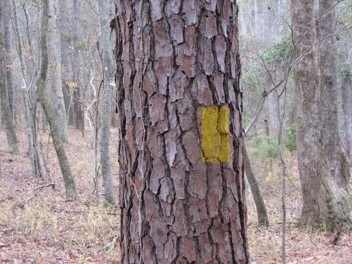 A close-up view of a tree trunk with rough, textured bark, featuring a bright yellow rectangle painted on its side. The tree stands amidst a forest scene with other trees in the background, surrounded by fallen leaves and underbrush. The atmosphere appears tranquil and natural, suggesting a wooded area ideal for hiking or exploring. Bartram Trail / West Dam / Wildwood Park mountain bike trail.