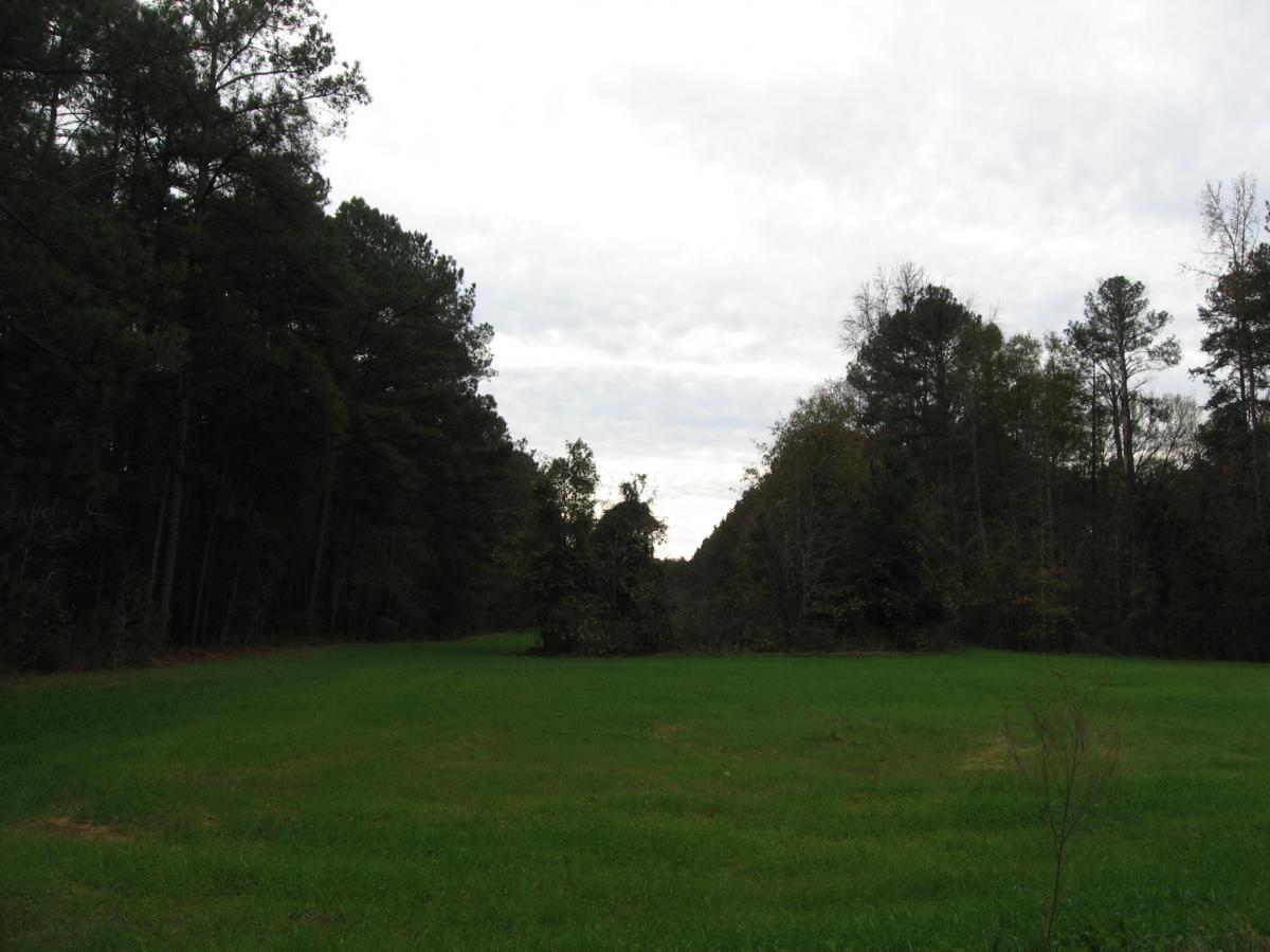 A wide view of a green field bordered by tall trees under a cloudy sky. The landscape features lush grass in the foreground and a line of trees on either side, creating a serene natural setting. Bartram Trail / West Dam / Wildwood Park mountain bike trail.
