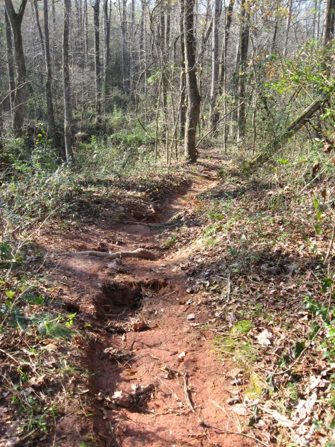 A dirt hiking path winds through a forest, surrounded by trees with sparse foliage and underbrush. The trail is narrow, featuring exposed roots and red soil, hinting at the rugged terrain. Sunlight filters through the canopy, creating a natural, tranquil atmosphere. Hawkes Creek mountain bike trail.