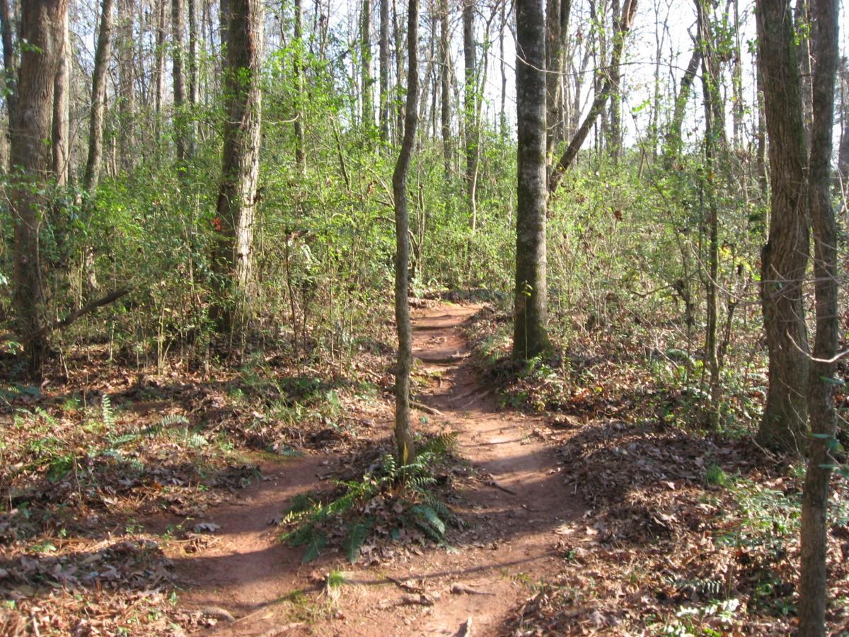 A winding dirt path through a wooded area, surrounded by tall trees and lush green underbrush. Sunlight filters through the foliage, casting dappled light on the ground. Fallen leaves and ferns are visible along the trail, creating a natural, serene atmosphere. Hawkes Creek mountain bike trail.