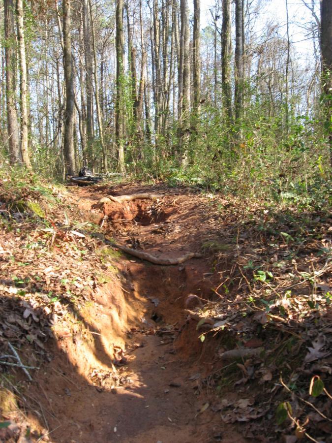 A narrow dirt trail bordered by trees in a wooded area, with eroded sections displaying exposed roots and soil. Light filters through the branches, illuminating fallen leaves scattered along the path. Hawkes Creek mountain bike trail.