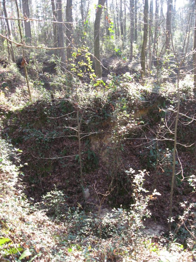 A sunlit forest scene featuring a circular, overgrown depression surrounded by trees and underbrush. The area is covered with fallen leaves and sparse vegetation, with sunlight filtering through the branches. Hawkes Creek mountain bike trail.