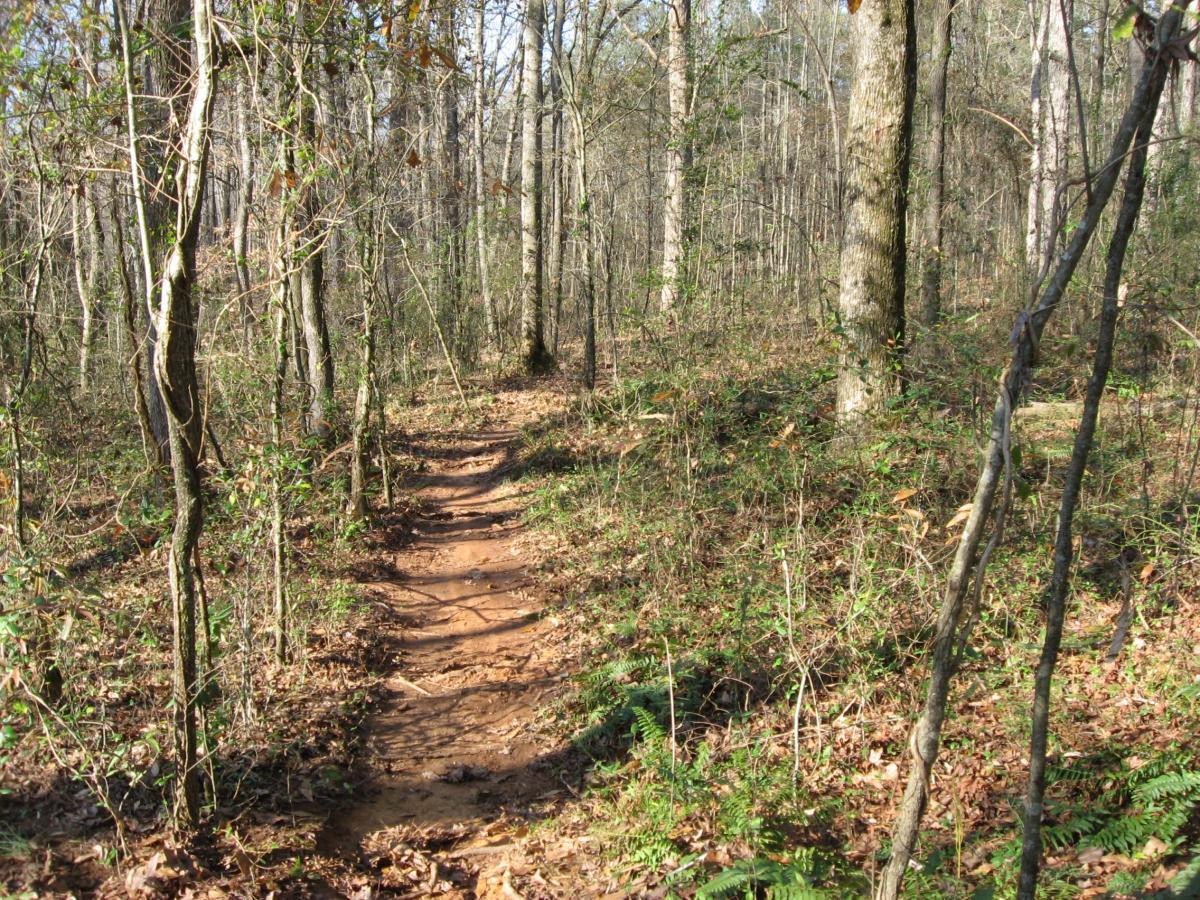 A narrow dirt trail winding through a wooded area with tall trees and underbrush, dappled sunlight filtering through the branches. Hawkes Creek mountain bike trail.