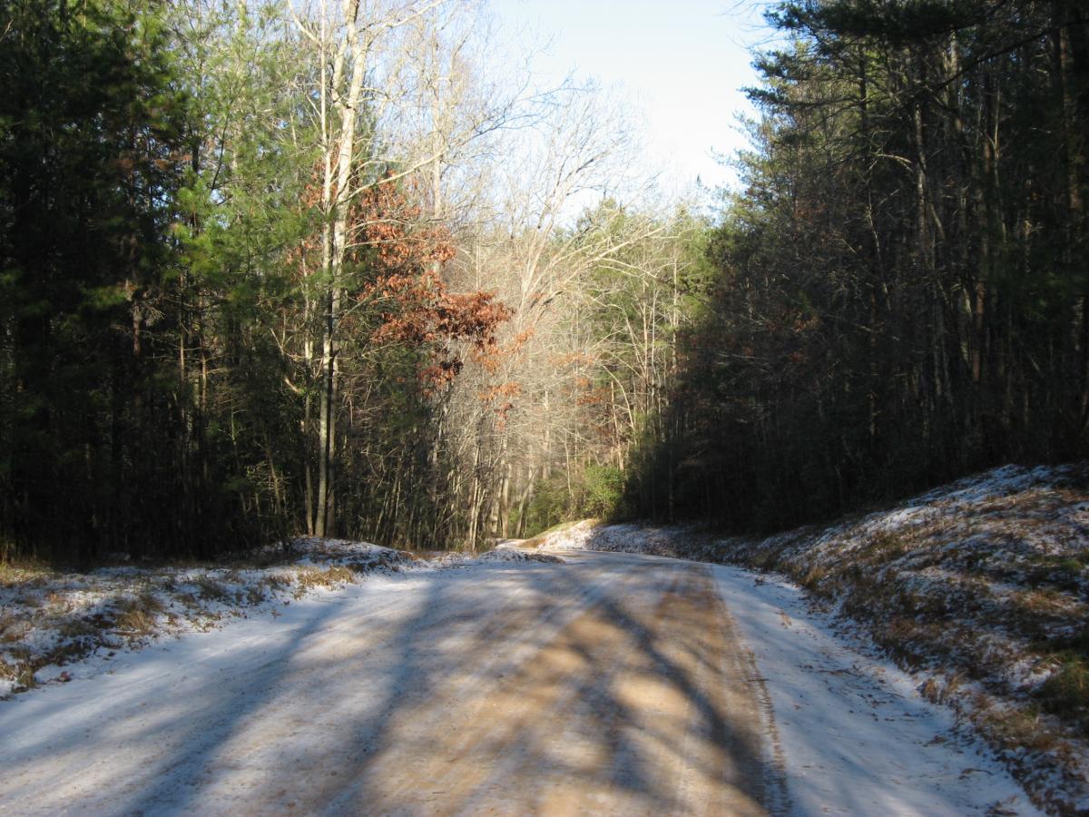 A dirt road winding through a wooded area, flanked by trees with sparse leaves and some patches of snow along the edges. The scene is illuminated by sunlight filtering through the branches, creating a peaceful and serene atmosphere in nature. Montgomery Creek Trail mountain bike trail.