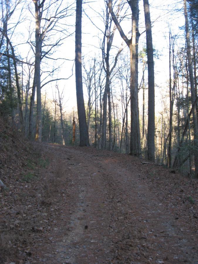 A winding dirt path leads through a wooded area, flanked by tall, bare trees under a clear sky. The ground is covered with fallen leaves, suggesting a serene, natural setting in the early stages of spring or late autumn. Montgomery Creek Trail mountain bike trail.