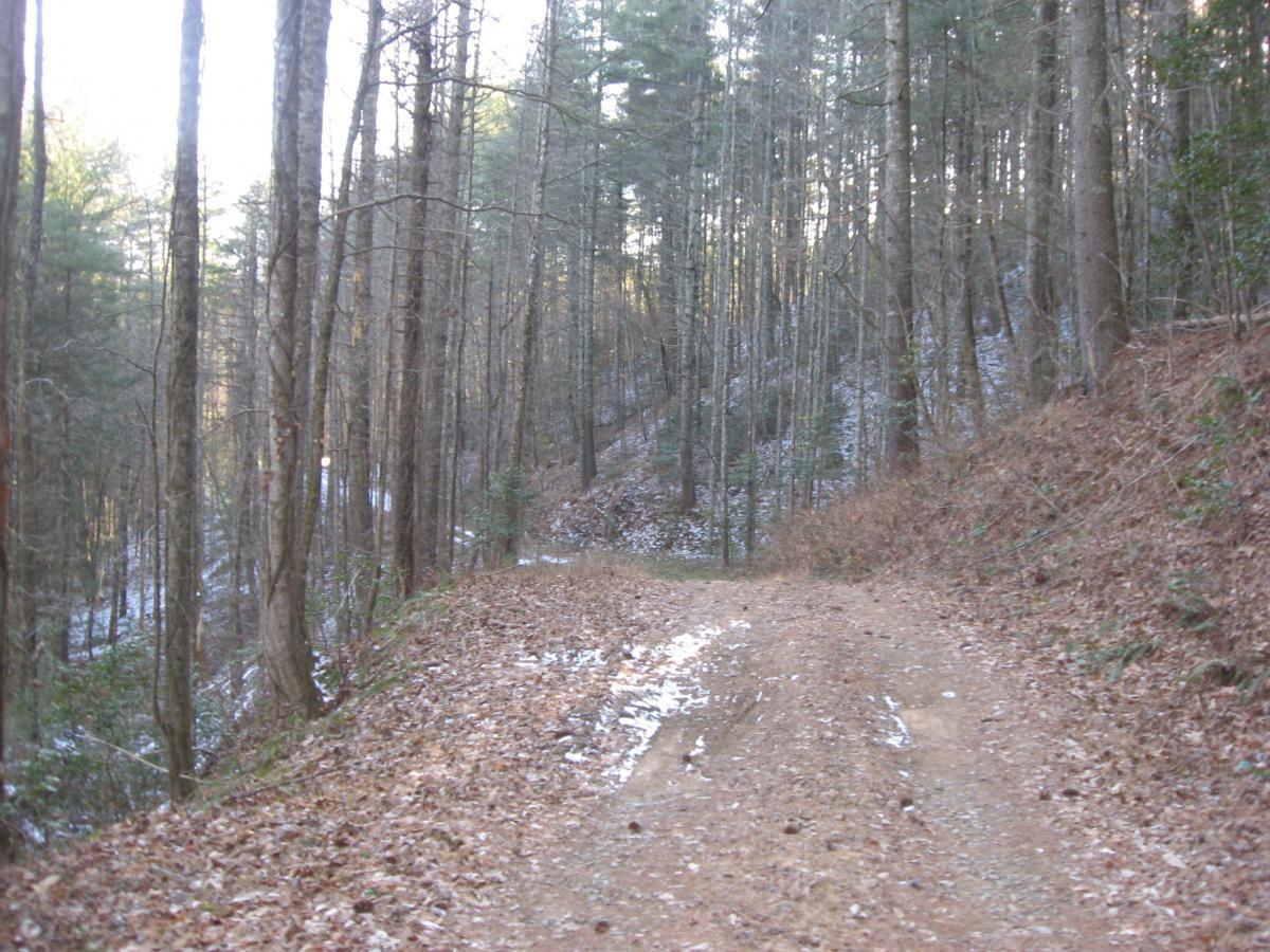 A narrow dirt path winding through a forest of tall trees, with scattered autumn leaves on the ground and patches of snow in shaded areas. The scene is tranquil, showcasing greenery and natural terrain under soft daylight. Montgomery Creek Trail mountain bike trail.