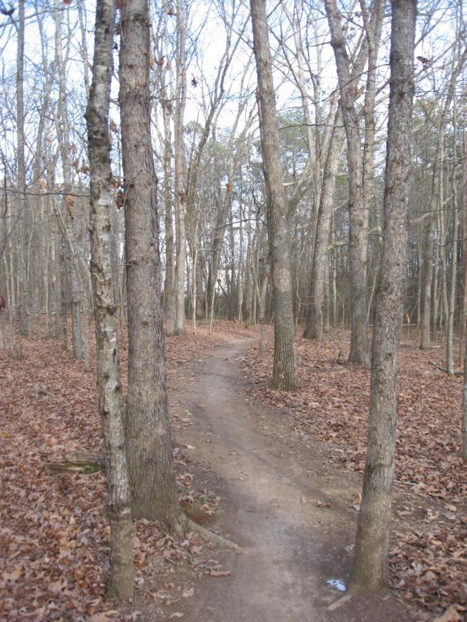 A narrow dirt path winding through a forest of bare trees, surrounded by fallen leaves on the ground, under a clear sky. Gainesville College mountain bike trail.