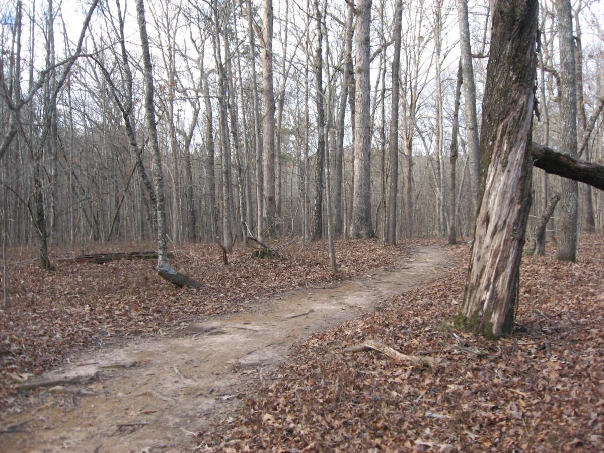 A winding dirt path leads through a forest with bare trees, scattered leaves on the ground, and a muted sky overhead. The scene captures the tranquil essence of a woodland area in late autumn or early winter. Gainesville College mountain bike trail.