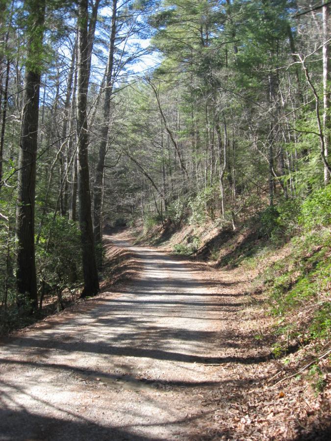 A winding gravel path through a forested area, lined with tall trees. Sunlight filters through the branches, casting shadows on the trail, which is surrounded by greenery and fallen leaves. Cooper Creek mountain bike trail.