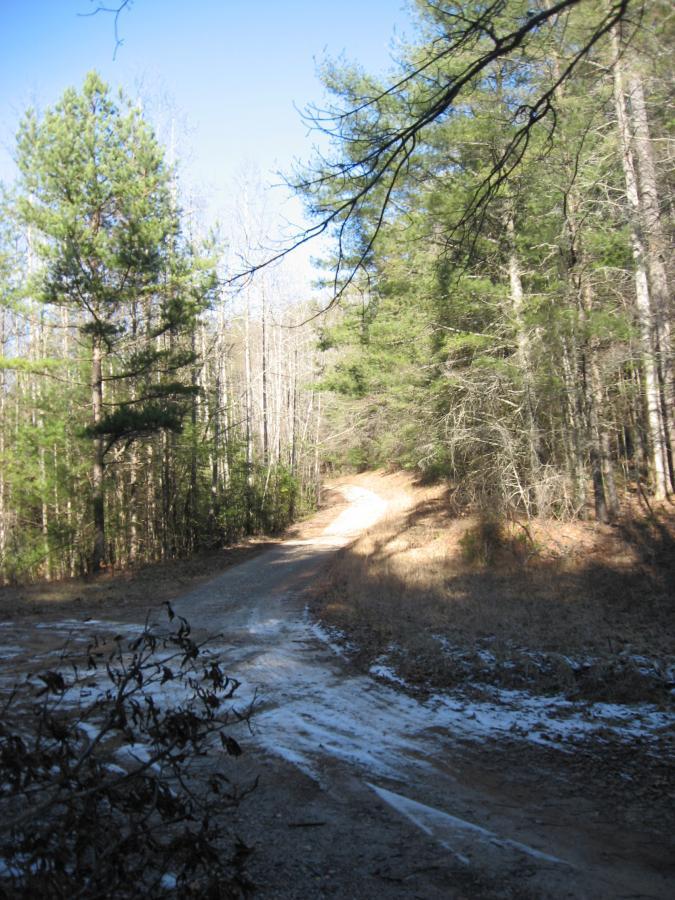 A winding gravel path leads through a forest, flanked by tall trees with a mix of green pine and bare branches. The sky above is clear and blue, and the ground shows signs of snow in patches along the path. Cooper Creek mountain bike trail.