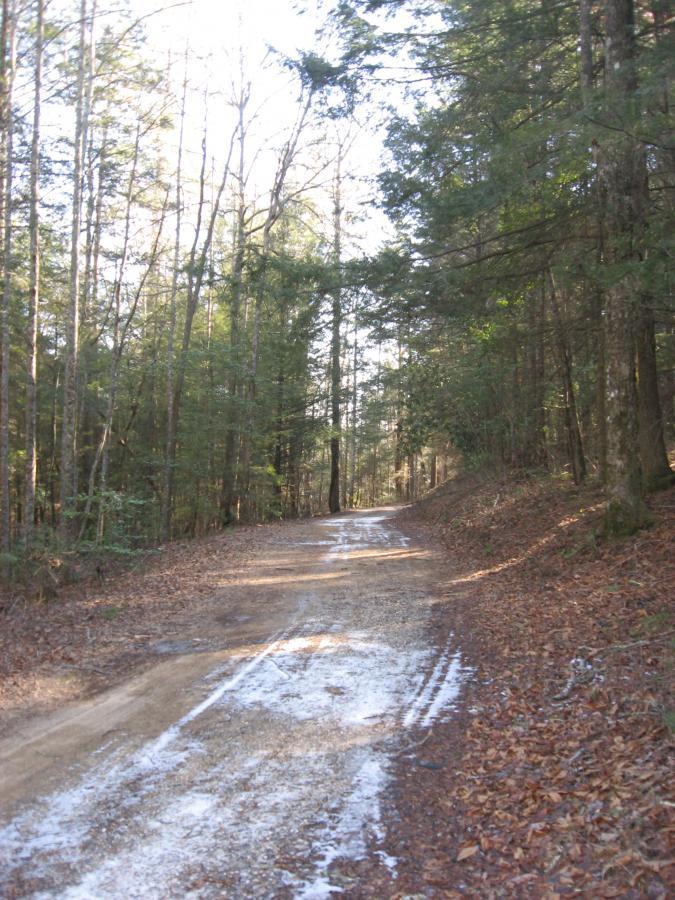 A winding dirt road through a forest, lined with tall trees on either side. The ground is covered with fallen leaves, and some patches of snow are visible along the path, indicating a chilly season. Soft sunlight filters through the branches, creating a serene and tranquil atmosphere. Cooper Creek mountain bike trail.