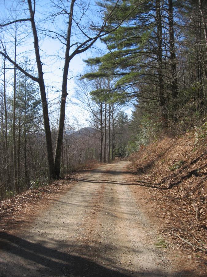 A dirt road winding through a forest, lined with bare trees and greenery, under a clear blue sky. Cooper Creek mountain bike trail.