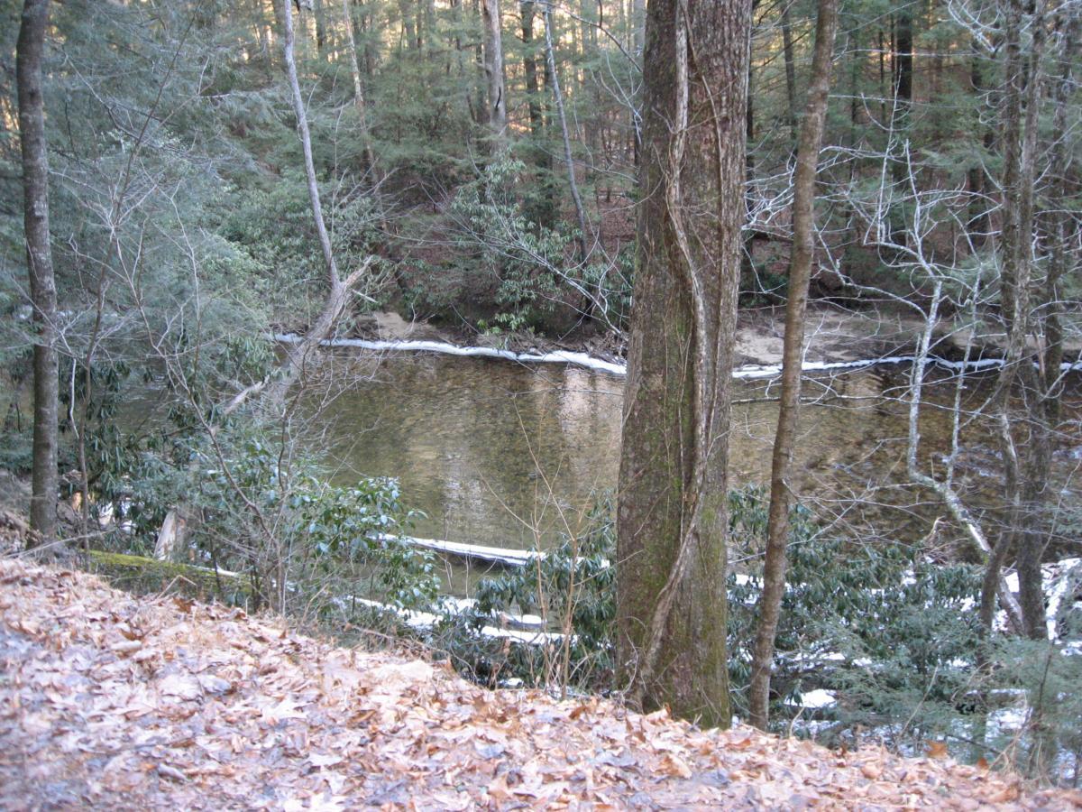 A serene forest scene featuring a calm river surrounded by trees and foliage. The ground is covered in fallen leaves, and the water reflects the greenery, creating a peaceful natural setting. Cooper Creek mountain bike trail.