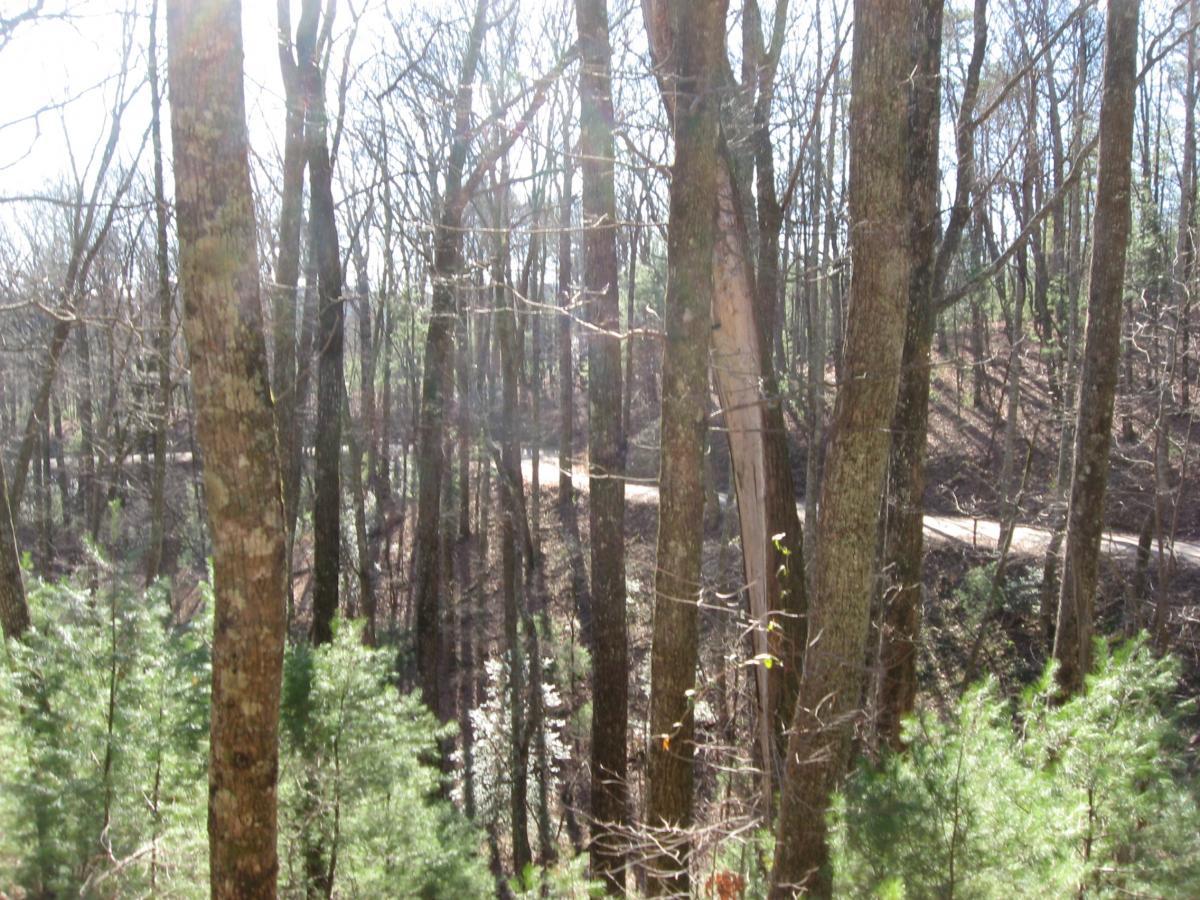 A sunlit forest scene with tall, bare trees and patches of green foliage in the foreground. A winding dirt path can be seen meandering through the trees in the background. Winding Stairs Loop mountain bike trail.