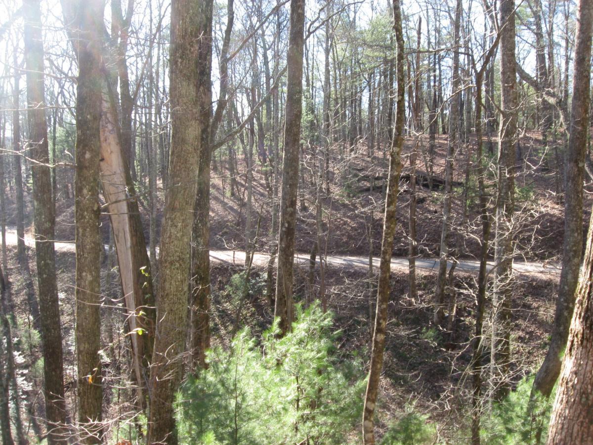 A wooded landscape featuring tall trees with sparse foliage, alongside a winding dirt road. Sunlight filters through the branches, creating a bright and serene atmosphere in the forest. Winding Stairs Loop mountain bike trail.