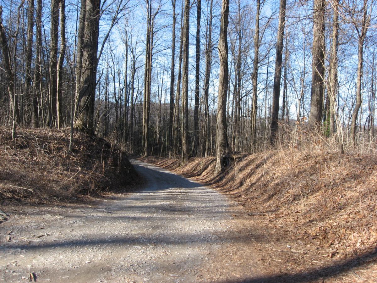 A dirt path winding through a wooded area, flanked by bare trees and dry foliage under a clear blue sky. The sunlight casts gentle shadows along the trail, creating a serene outdoor scene. Winding Stairs Loop mountain bike trail.