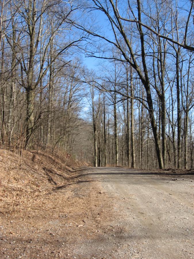 A dirt road winding through a forest with bare trees and clear blue skies, surrounded by fallen leaves and a gentle slope on one side. Winding Stairs Loop mountain bike trail.