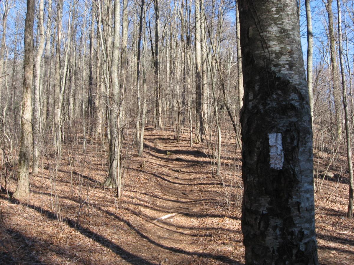 A wooded trail winding through a forest of tall, bare trees, with fallen leaves covering the ground. A white trail marker is visible on a tree trunk to the right, under a clear blue sky. Winding Stairs Loop mountain bike trail.
