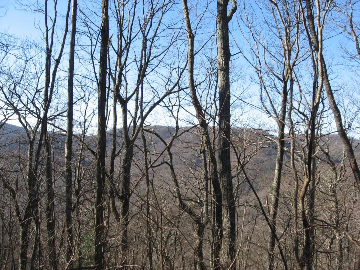 A view of a winter landscape featuring bare trees with intricate branches, set against a backdrop of rolling hills under a clear blue sky. Winding Stairs Loop mountain bike trail.