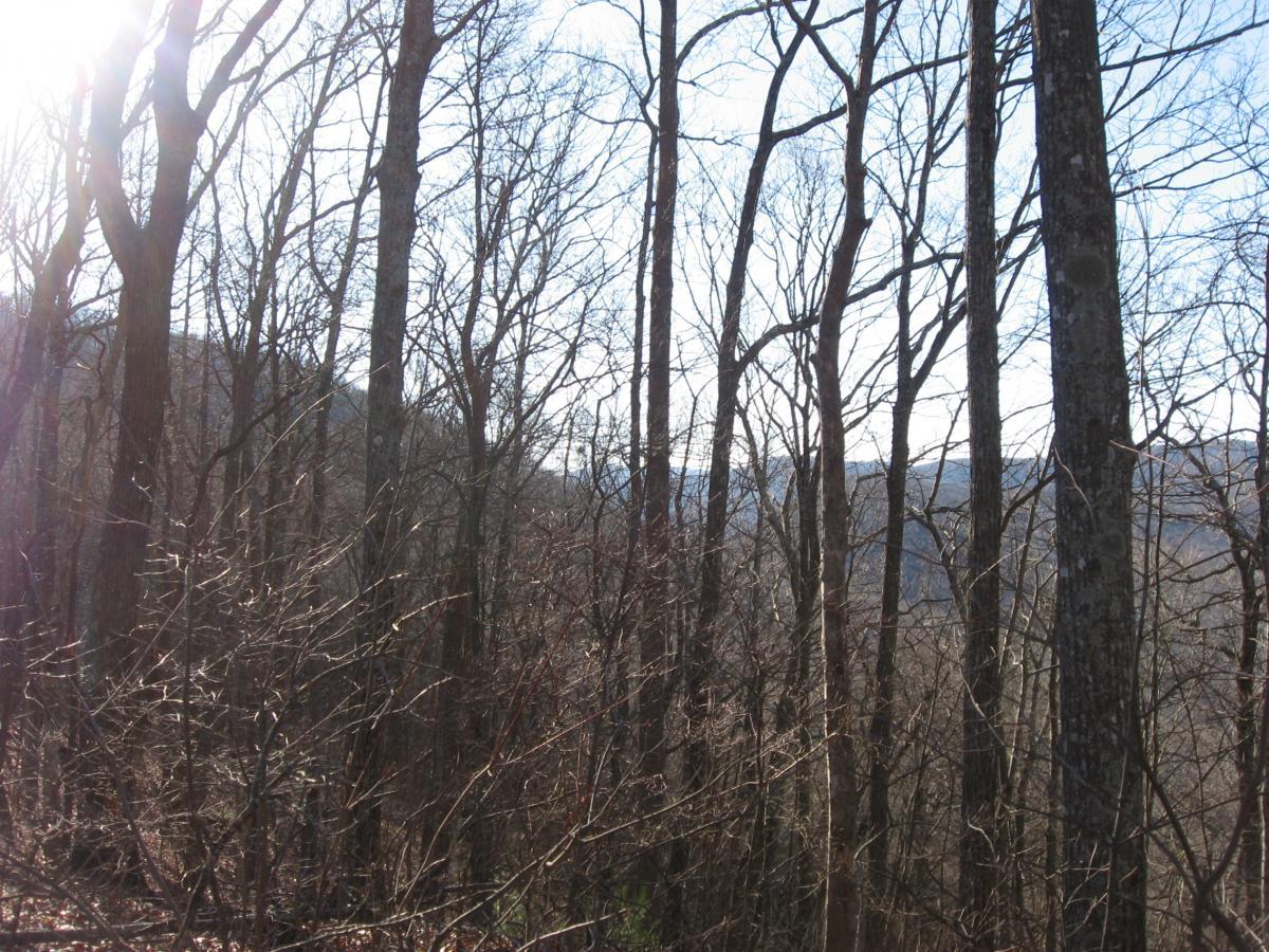 A sunlit winter forest scene featuring tall, bare trees against a clear sky, with distant mountains partially visible in the background. The ground is covered with dry foliage, and the sunlight creates a warm glow among the branches. Winding Stairs Loop mountain bike trail.
