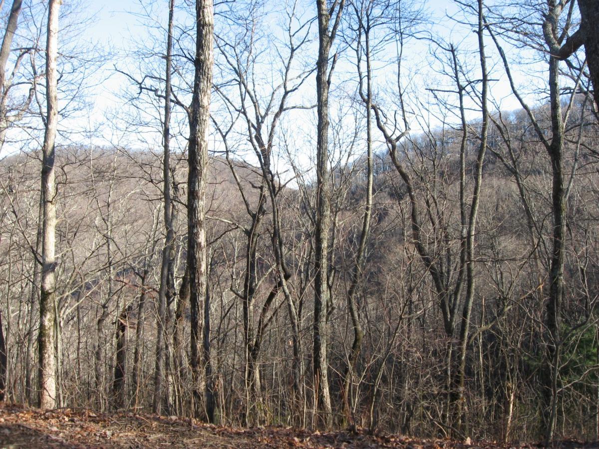 A view of a winter forest with bare trees, showcasing a hilly landscape in the background under a clear blue sky. The foreground includes several tall, leafless trees, while the distant hills are covered in a mix of brown and gray foliage. Winding Stairs Loop mountain bike trail.