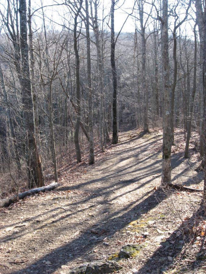 A winding dirt trail surrounded by bare trees, with sunlight filtering through the branches, casting shadows on the path. Fallen leaves cover the ground, and a gentle slope leads into the distance. Winding Stairs Loop mountain bike trail.