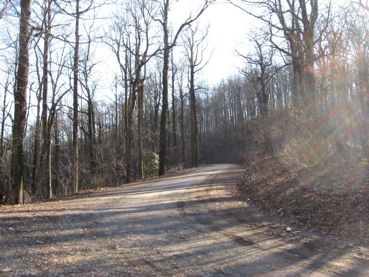 A winding dirt road surrounded by bare trees on either side, leading into a hilly forest landscape. The scene is illuminated by sunlight, casting long shadows on the ground, with a few scattered leaves and gravel along the road. The tree branches are devoid of leaves, indicating it may be early spring or late fall. Winding Stairs Loop mountain bike trail.