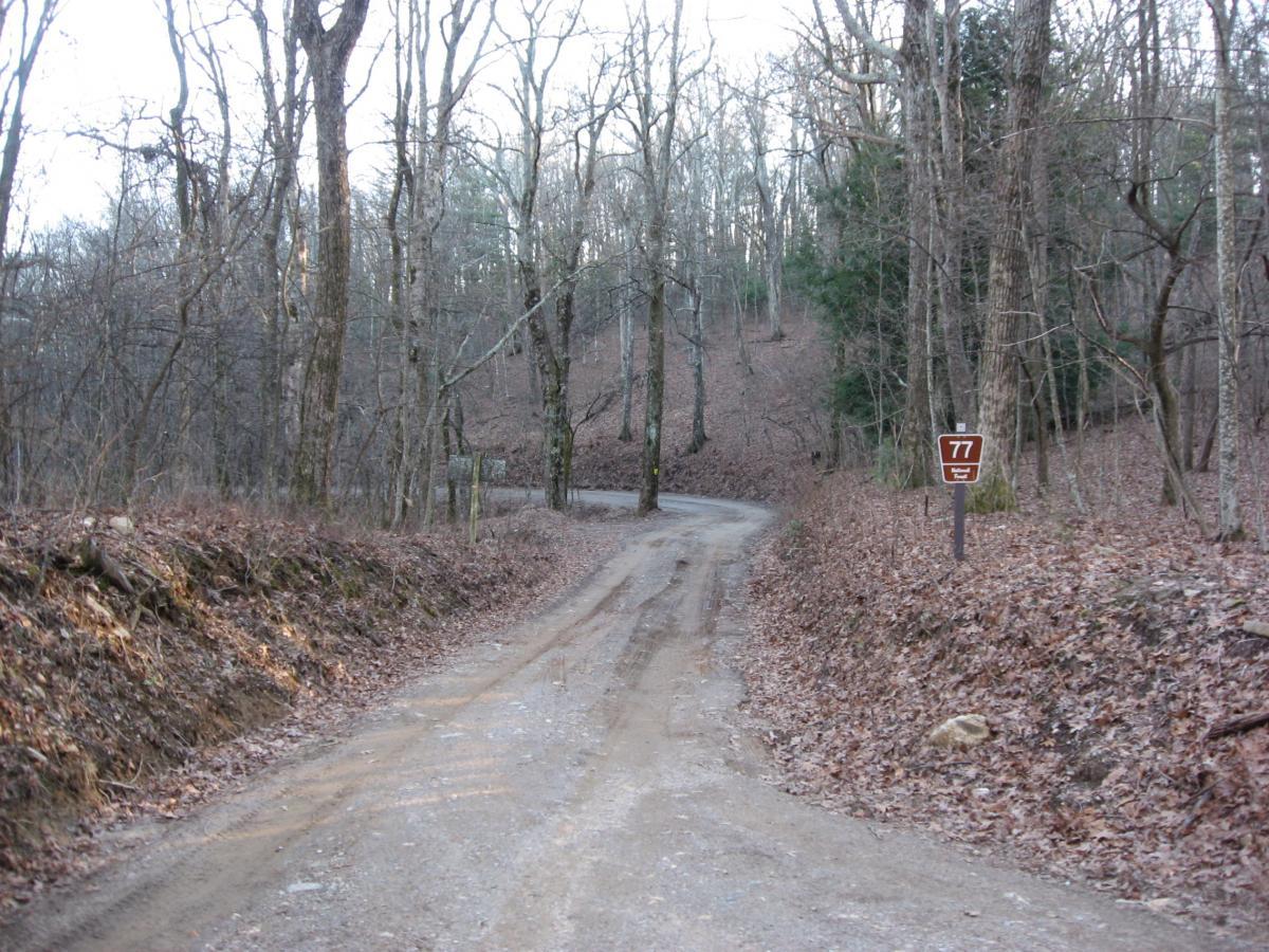 A dirt road winding through a forested area, with bare trees lining the sides and leaves scattered on the ground. A sign marked “77” is positioned on the right side of the road, indicating a trail or path number. The scene captures a tranquil, natural setting in the woods. Winding Stairs Loop mountain bike trail.