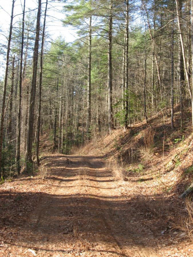 A dirt path winding through a forest, flanked by tall trees and scattered leaves on the ground, under clear blue skies. Montgomery Creek Trail mountain bike trail.