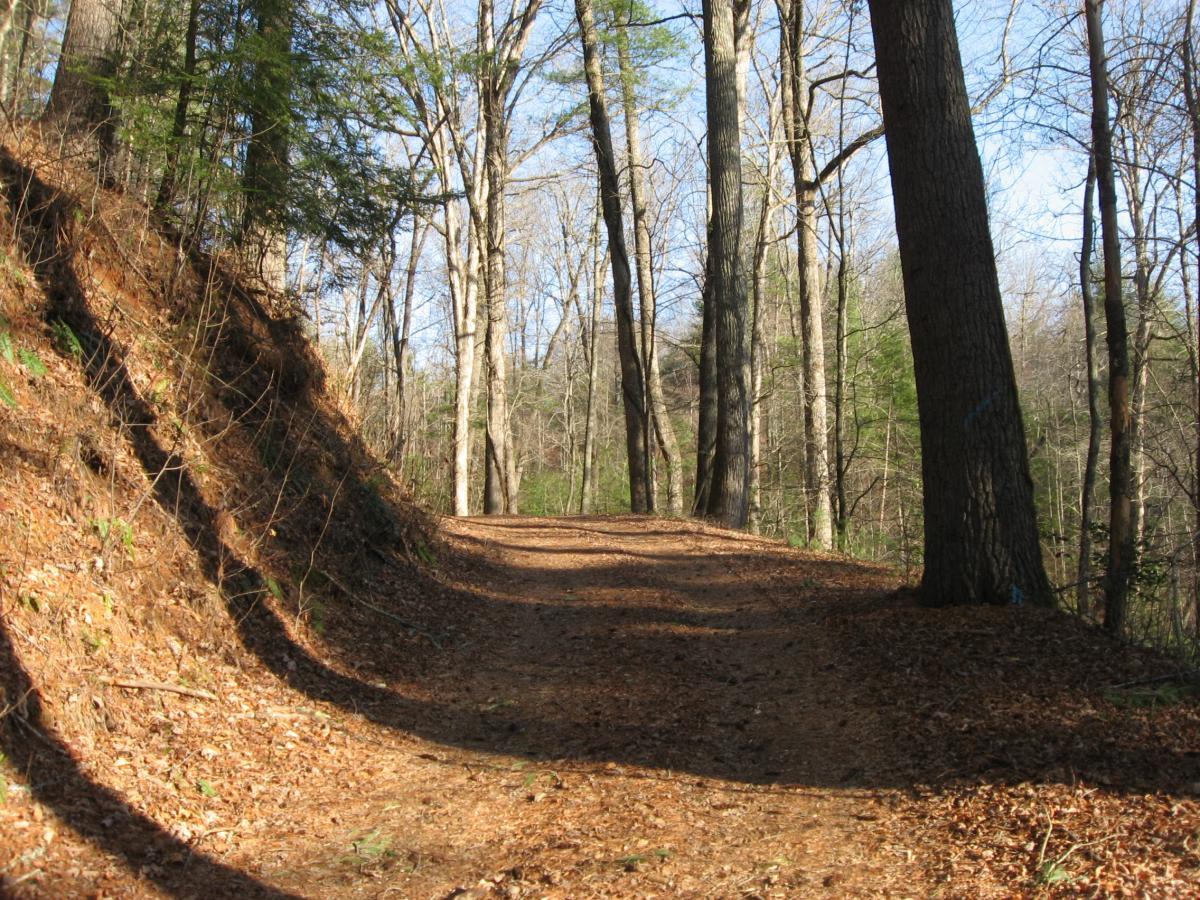 A winding dirt path surrounded by tall trees, with sunlight filtering through the leaves. The ground is covered in fallen leaves, and the path leads into a serene natural setting. Montgomery Creek Trail mountain bike trail.