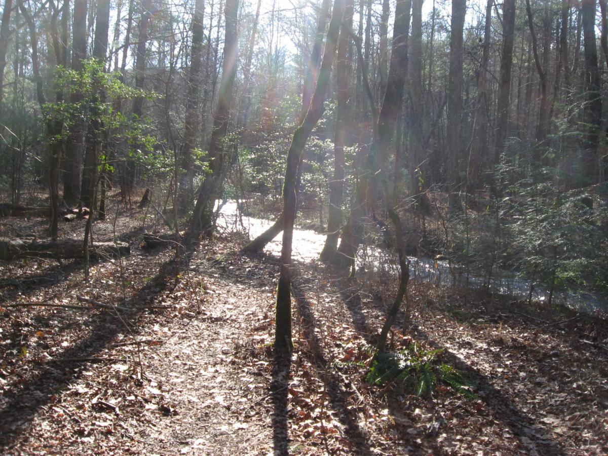 A serene forest scene featuring tall trees with sunlight filtering through the leaves, casting dappled shadows on the ground covered in fallen leaves. A small stream can be seen in the background, adding to the peaceful ambiance of the woodland setting. The Bee Trail mountain bike trail.