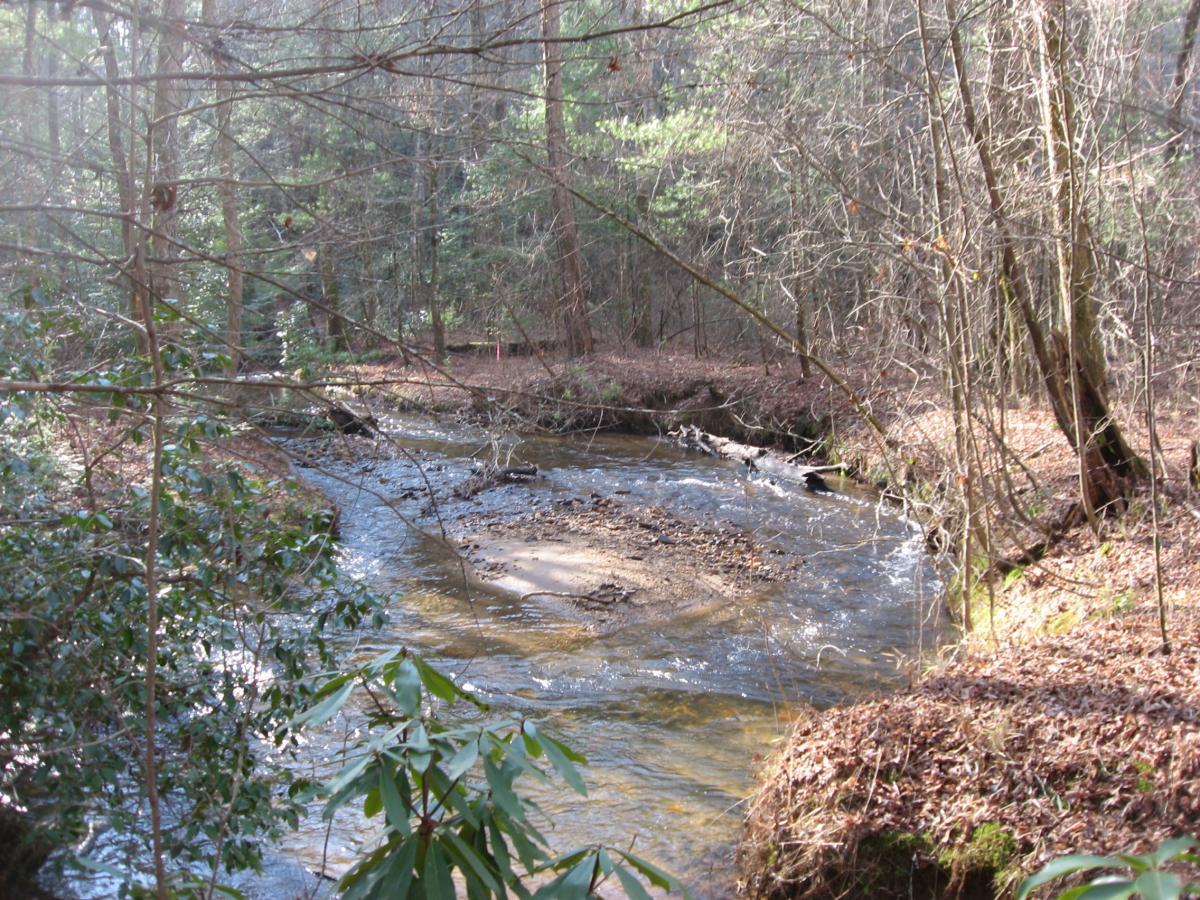 A serene forest scene featuring a winding creek flowing through a wooded area. Sunlight filters through the trees, casting a gentle glow on the water. The creek banks are lined with leaves and vegetation, creating a tranquil and natural atmosphere. The Bee Trail mountain bike trail.