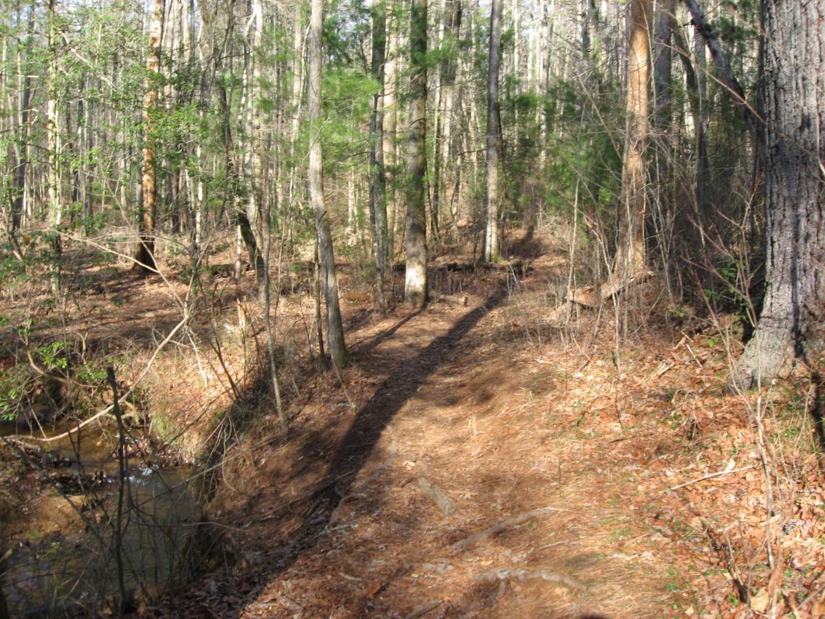 A winding dirt path through a quiet forest, bordered by tall trees and patches of green foliage. Sunlight filters through the canopy, casting soft shadows on the trail and surrounding dry leaves. A shallow creek runs alongside the path, adding a serene element to the natural landscape. The Bee Trail mountain bike trail.