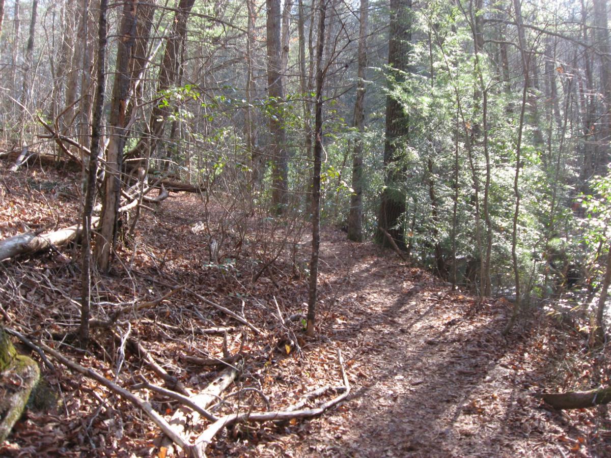 A serene dirt path winding through a wooded area, surrounded by tall trees and scattered sunlight filtering through the leaves. The ground is covered with fallen leaves and small branches, creating a tranquil atmosphere in nature. The Bee Trail mountain bike trail.