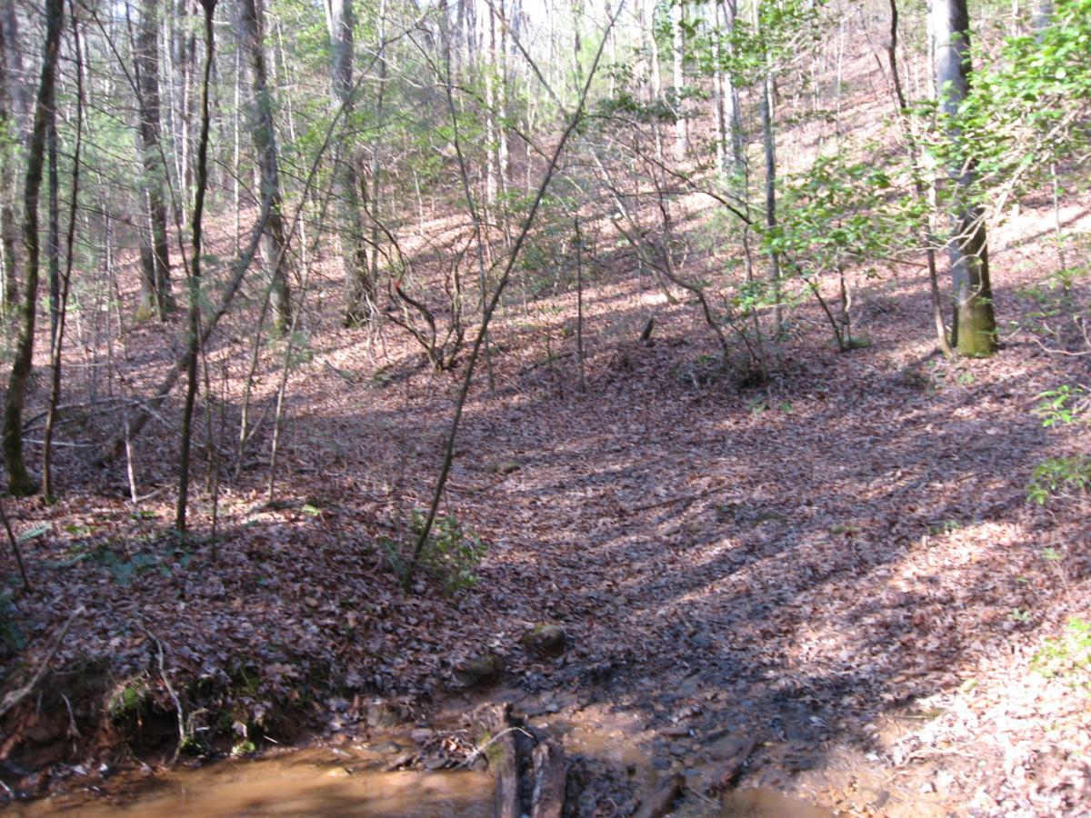 A serene forest scene with a small creek at the bottom of a slope. The ground is covered in brown leaves, and a mix of trees provides dappled sunlight, casting shadows across the landscape. Green bushes and foliage are visible in the surrounding area. The Bee Trail mountain bike trail.