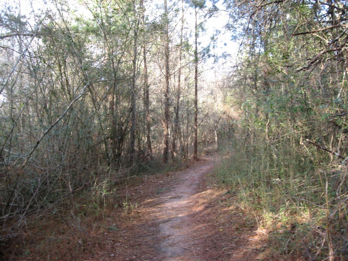 A narrow dirt path winding through a dense forest with trees and underbrush on either side, illuminated by soft, natural light. Gainesville College mountain bike trail.
