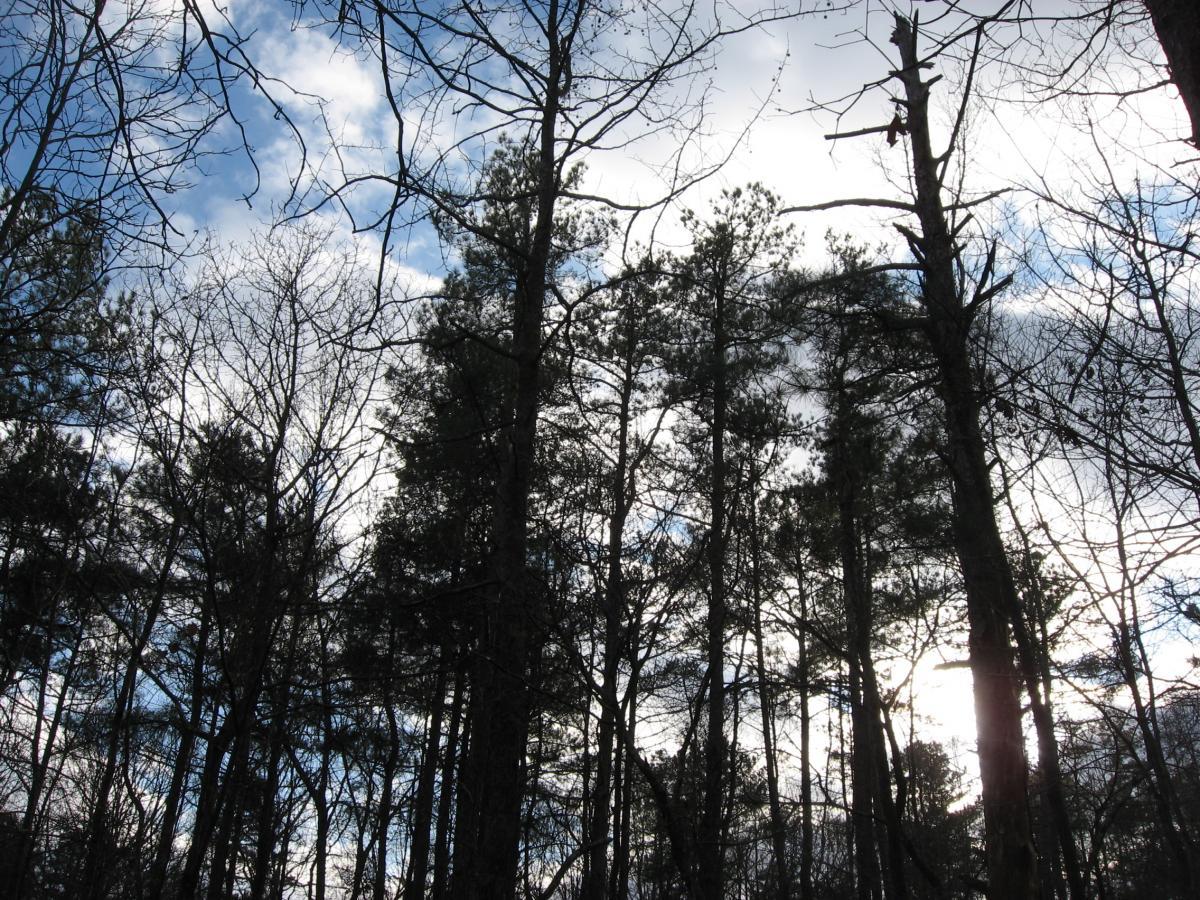 Silhouettes of tall trees against a cloudy sky, with patches of blue peeking through the clouds. The scene depicts a tranquil forest environment, highlighting the interplay of light and shadow. Gainesville College mountain bike trail.