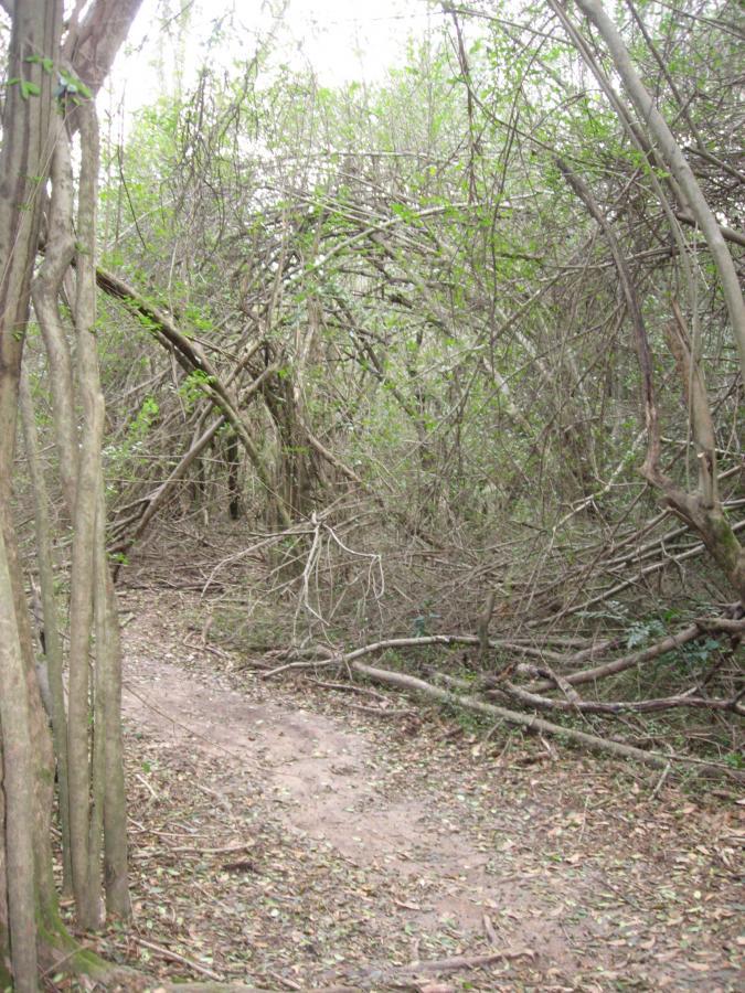 A dense forest with a narrow, winding path, surrounded by tangled branches and greenery. The scene is natural and overgrown, creating a mysterious and wild atmosphere. Gainesville College mountain bike trail.