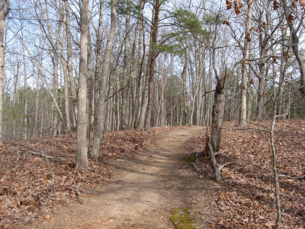 A dirt path winding through a wooded area with bare trees and scattered brown leaves on the ground. The scene depicts a tranquil and natural landscape, suggesting a peaceful walk in the forest during late autumn or early spring. Chicopee Woods mountain bike trail.